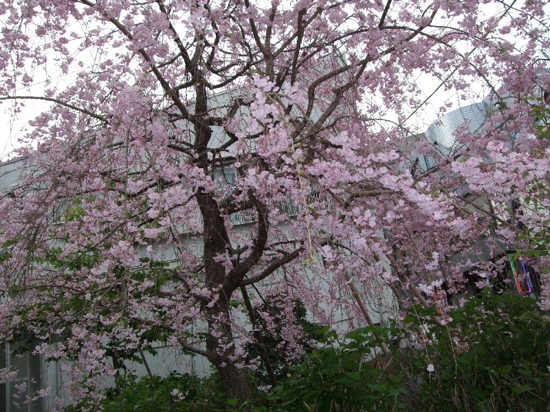 gumyojiShotengaiSakura